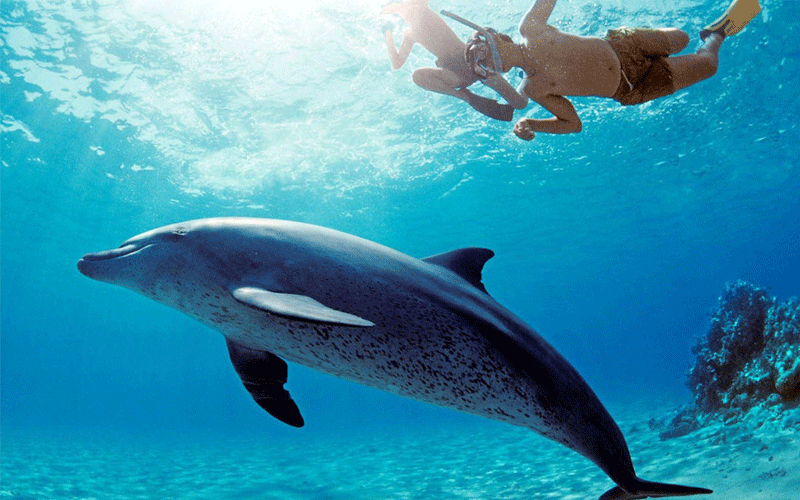   Dolphin House 